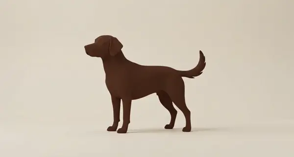 Kutya fajták ápolása és átalakulása animáció