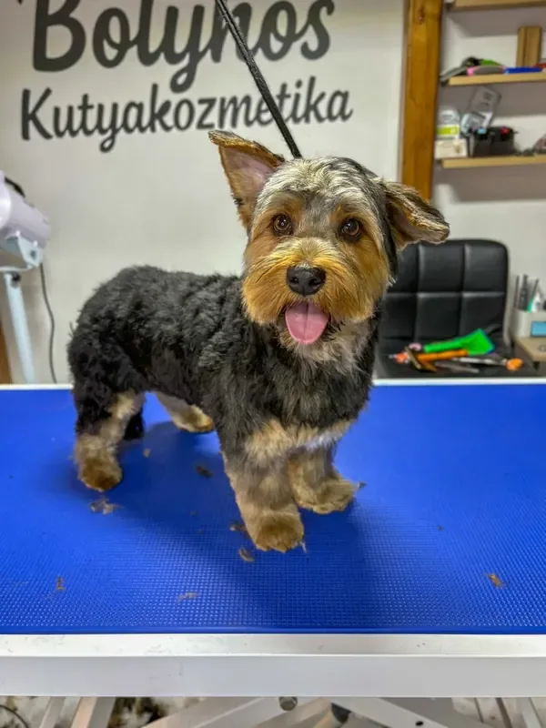Kutyus szőrápolás és nyírás után