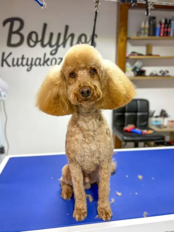 Schnauzer fazon kozmetikázás után