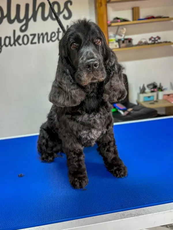 Nagytestű kutya ápolás után