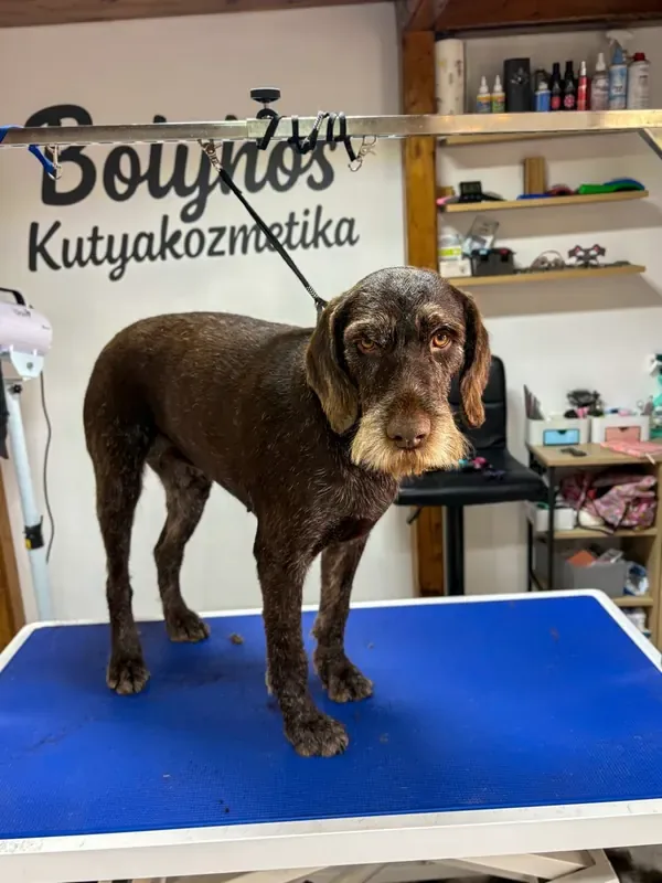 Kutyus portré a kozmetikában