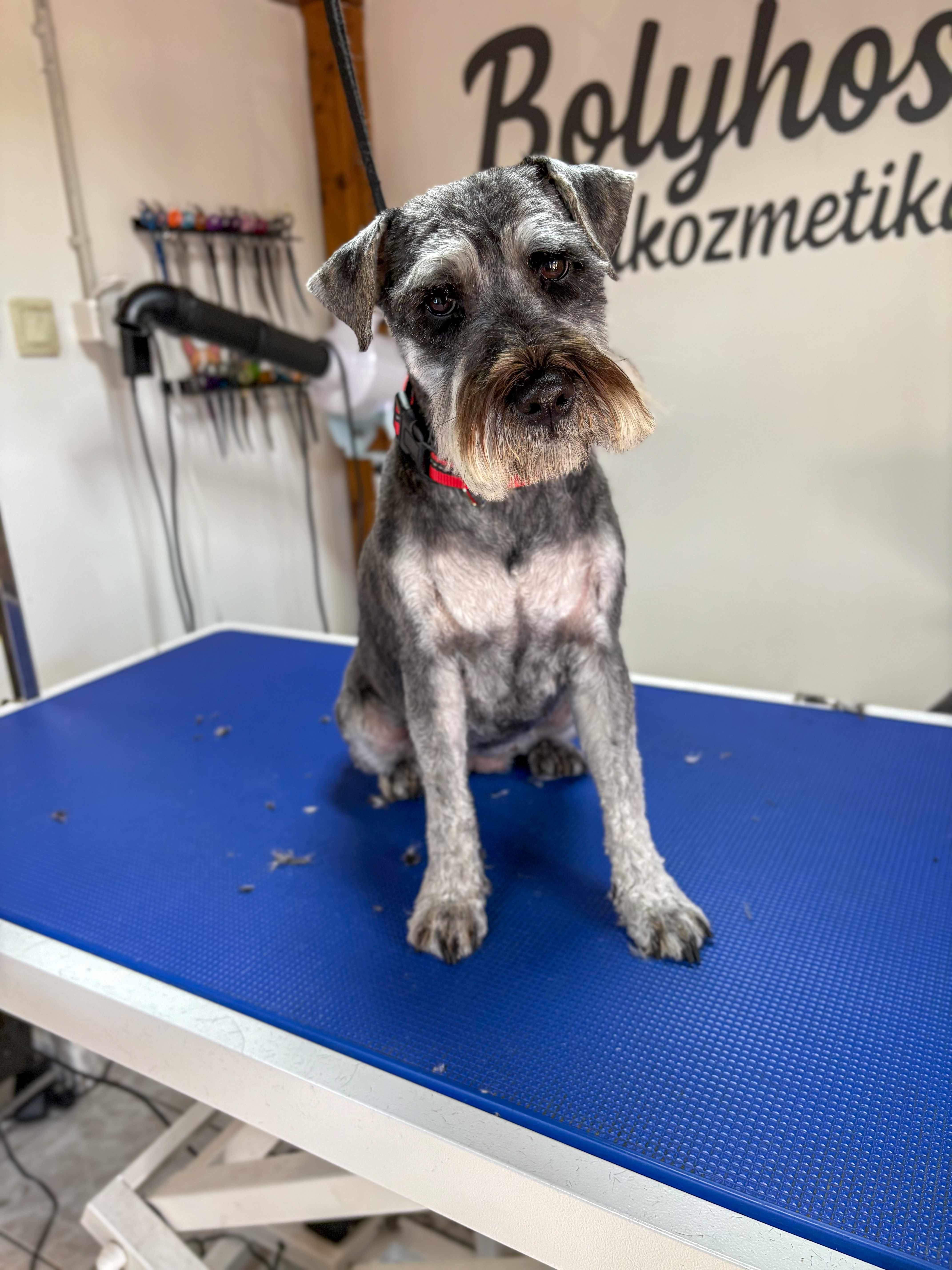 Kutyus kozmetikázás előtt bozontos bundával