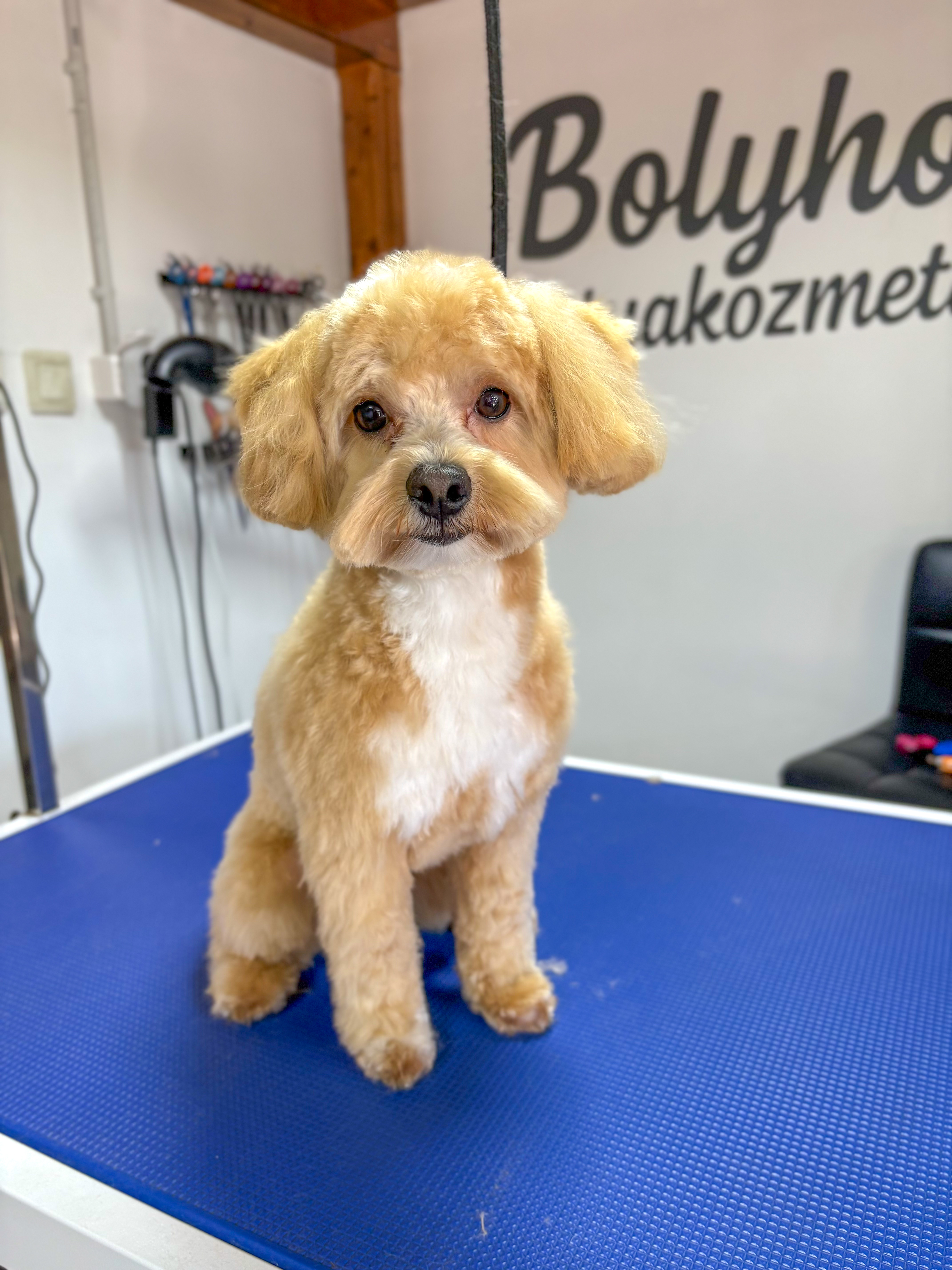 Yorkie kutyus kozmetikázás után